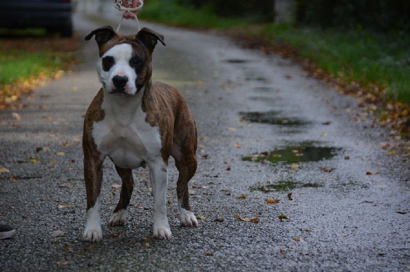 Haya De La Contrée Du Chien Aimé