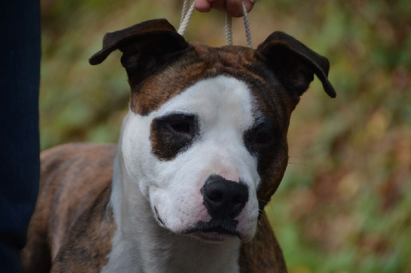 Haya De La Contrée Du Chien Aimé